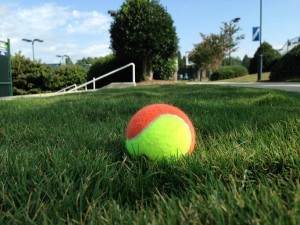 Cary Tennis Park ball in grass